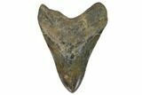 Fossil Megalodon Tooth - South Carolina #124547-1